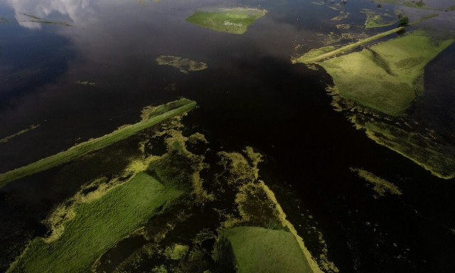 Εθνικό Πάρκο Κερκίνης: Μόνιμος κάτοικος πλέον το τσακάλι - Μελέτη για τον πληθυσμό του