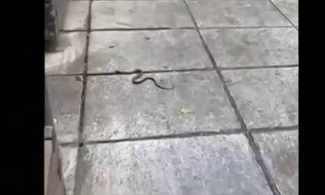Κολωνάκι: Φίδι κάνει... βόλτες στο κέντρο, δίπλα από τους περαστικούς