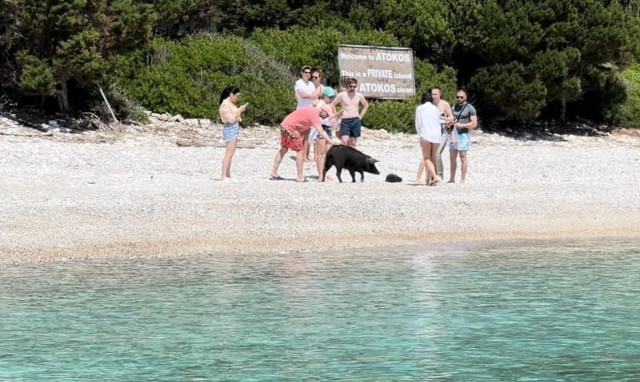 Άτοκος Ιθάκης: Τουρίστες και αγριογούρουνα σε «επικίνδυνα» παιχνίδια