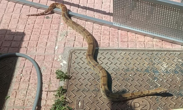 Σάμος: Βόας βγήκε... για βόλτα στο Καρλόβασι