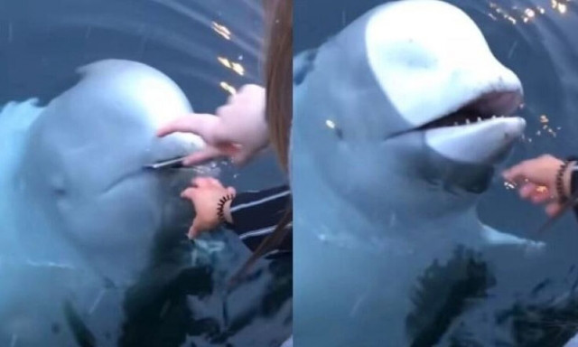 Φάλαινα επέστρεψε το κινητό σε κοπέλα και σκεπτικιστές θεωρούν πως είναι κατάσκοπος