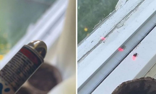 Παιχνιδιάρα αράχνη... διασκεδάζει κυνηγώντας φως λέιζερ