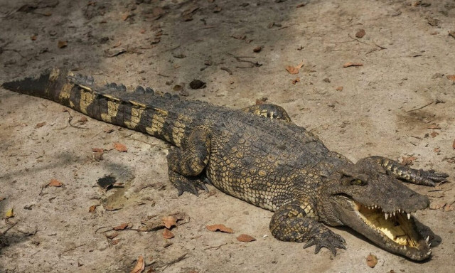 Μοναδικό: Θηλυκός κροκόδειλος έμεινε έγκυος χωρίς... επαφή με αρσενικό