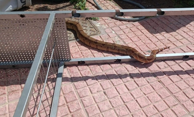 Τρόμος με βόα 1,5 μέτρου που κυκλοφορούσε στους δρόμους της Σάμου