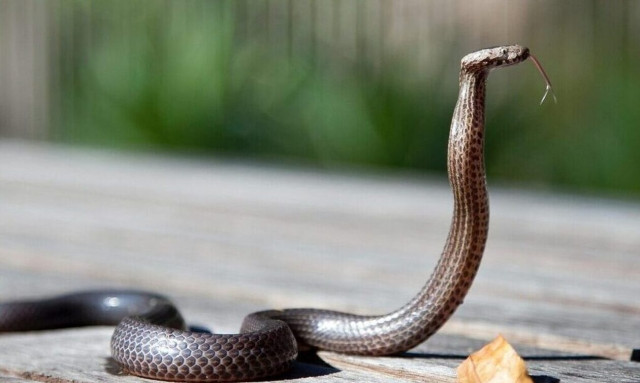 Πάτρα: Οχιά δάγκωσε ηλικιωμένο στο Αγρίνιο