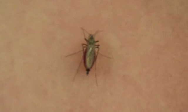 Ιός Δυτικού Νείλου: «Συναγερμός» για τα κουνούπια – Εμφανίστηκαν ένα μήνα νωρίτερα
