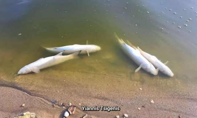 Γέμισε νεκρά ψάρια το φράγμα Αποσελέμη στο Ηράκλειο – Εικόνες από το θλιβερό θέαμα