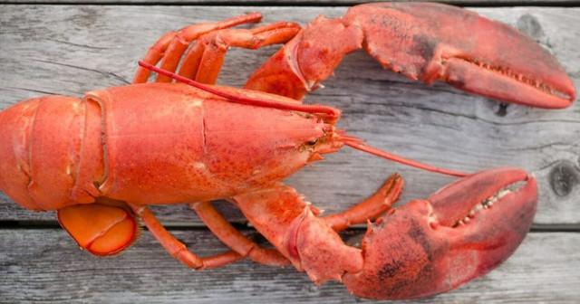 Έντονες αντιδράσεις για ταβερνιάρη που τηγανίζει ζωντανούς αστακούς στα νότια προάστια