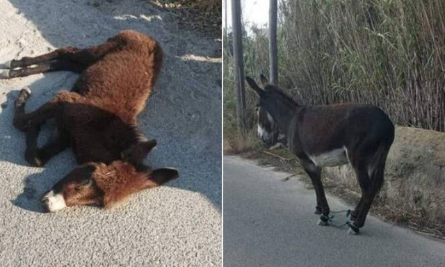Μύκονος: Θλίψη για γαϊδουράκι που χτυπήθηκε από όχημα και σκοτώθηκε - Παστουρωμένη η μητέρα του