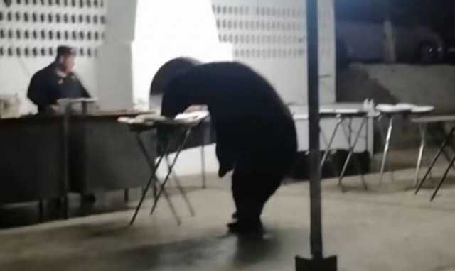 Μεξικό: Αρκούδα μπούκαρε σε πάρτι και... «σερβιρίστηκε» στον μπουφέ