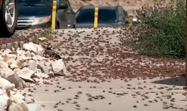 Απίστευτες εικόνες στις ΗΠΑ: Γρύλοι μορμόνοι κατέκλυσαν τη Νεβάδα