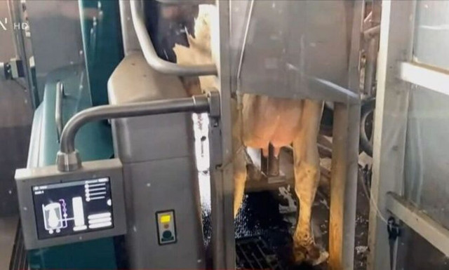 Σέρρες: Ρομπότ αρμέγει αγελάδες - Πώς λειτουργεί και αυξάνει την παραγωγή