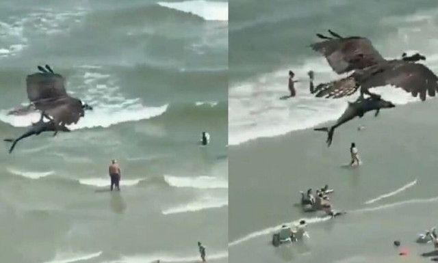 Σπάνια στιγμή καταγράφηκε στη κάμερα: Αετός γράπωσε καρχαρία