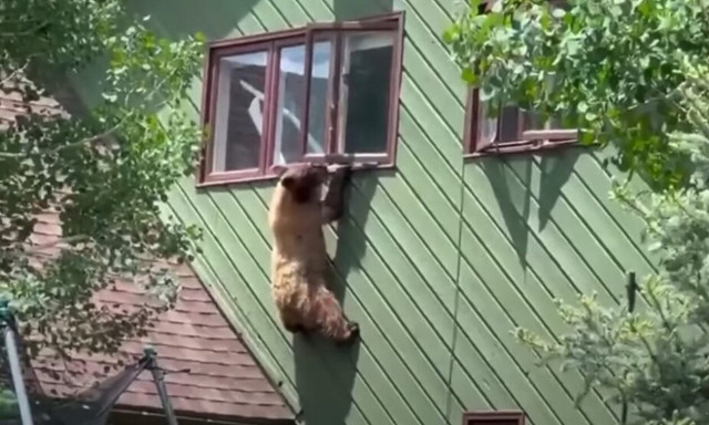 ΗΠΑ: Πεινασμένη αρκούδα εισέβαλε σε σπίτι και καταβρόχθισε... μπριζόλες