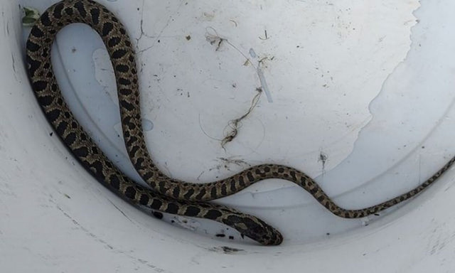 Λαμία: Τρίτη και... «φαρμακερή» - Τέλος οι βόλτες στην πλατεία για το φίδι του Πάρκου