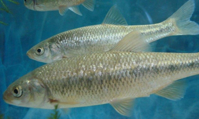 Ρόδος: Γκιζάνι, ένα ψαράκι, «πρωταθλητής» της επιβίωσης