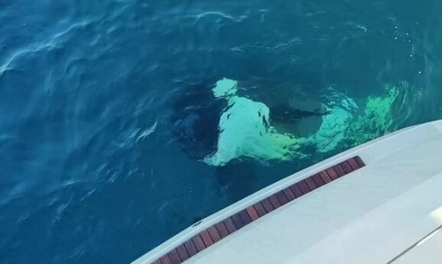 Γιβραλτάρ: Τρόμος για τουρίστες σε γιοτ - Δέχθηκαν επίθεση από όρκες για 30 λεπτά