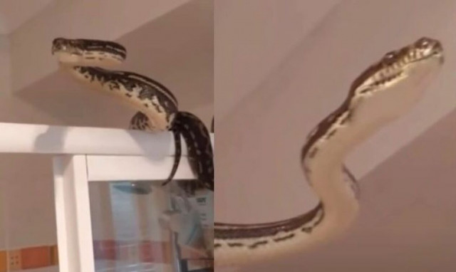 Πήγε στην τουαλέτα και είδε ένα πύθωνα δύο μέτρων πίσω από την κουρτίνα
