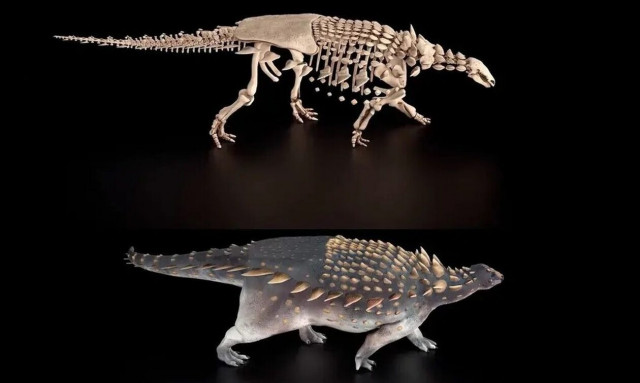 Βρετανία: Ανακαλύφθηκε νέο είδος δεινοσαύρου με αγκαθωτή «πανοπλία»