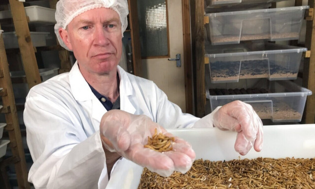 EE: Έντομα στο πιάτο μας; Θύελλα αντιδράσεων για την απόφαση της Κομισιόν