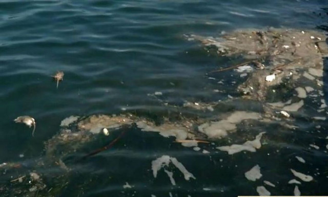Θεσσαλονίκη: Γέμισε νεκρά ποντίκια ο Θερμαϊκός