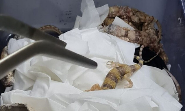 Αυστρία: Τρόμος με αποσκευές γεμάτες ερπετά στο αεροδρόμιο της Βιέννης