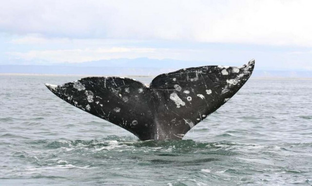 Ισλανδία: Η κυβέρνηση αναστέλλει τη φαλαινοθηρία στο όνομα της καλής διαβίωσης των ζώων