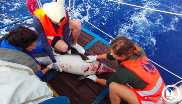Τουρκικά αλιευτικά σκάφη σκοτώνουν τα δελφίνια του Αιγαίου - Τουλάχιστον 4 περιπτώσεις