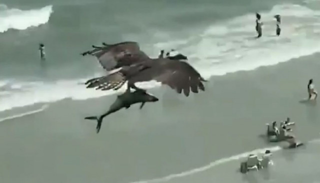 ΗΠΑ: Η στιγμή που αετός αρπάζει με τα νύχια του ψάρι από τη θάλασσα