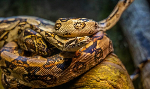 Θεσσαλονίκη: Φίδι είχε κρυφτεί σε καπό αυτοκινήτου