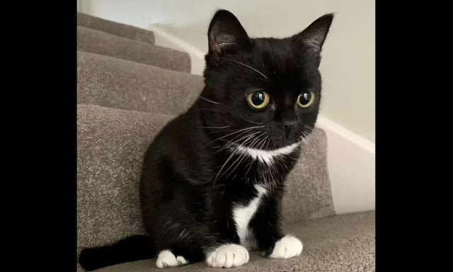 Αξιολάτρευτη γάτα νάνος έχει γίνει viral στο διαδίκτυο