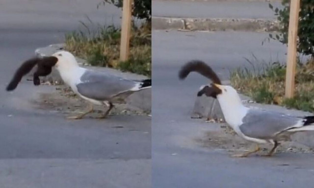 Η απίστευτη στιγμή που γλάρος καταπίνει ζωντανό σκίουρο