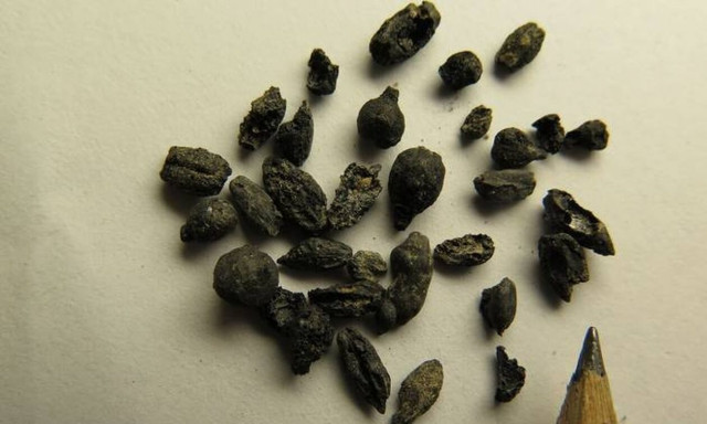 Ισραήλ: Εντοπίστηκαν αρχαίοι σπόροι που καλλιεργούνταν πριν 1.100 χρόνια, ακόμα και στην Ελλάδα