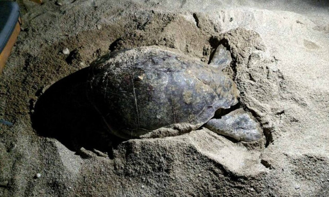 Ρέθυμνο: Χελώνα έψαχνε επί 5 ώρες χώρο για να γεννήσει τα αυγά της, ανάμεσα στις ξαπλώστρες