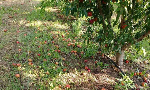 Κοζάνη: Μεγάλες ζημιές στον κάμπο του Βελβεντού το από ξαφνικό μπουρίνι