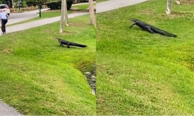 Αλιγάτορας στις ΗΠΑ άρχισε να κυνηγάει ανυποψίαστο ψαρά