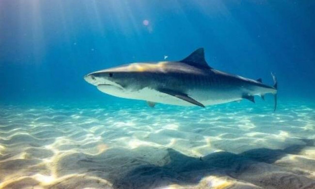 Διαβολό - καρχαρίας 910 κιλών πιάστηκε σε δίχτυα ψαρά αφήνοντας τον με το στόμα ανοιχτό