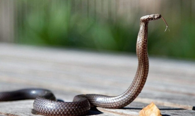 Στην εντατική 4χρονη μετά από δάγκωμα οχιάς: «Παρουσίασε αλλεργική αντίδραση στον οντιοφικό ορό»