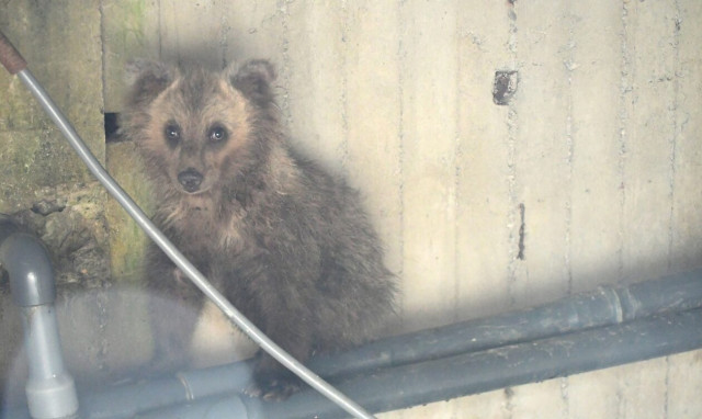 Συγκινητική επανένωση για μικρό αρκουδάκι με τη μαμά του - Δείτε το βίντεο