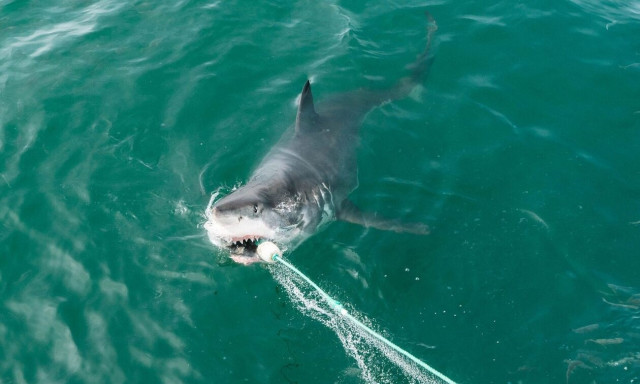 Σέριφος: Λαχτάρα για δύο νεαρούς - Καρχαρίας πέρασε δίπλα από το σκάφος τους