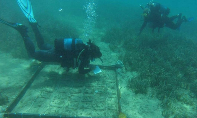 Παγκόσμια πρωτοπορία στους Λειψούς: Φυτεύουν υποβρύχιους κήπους Ποσειδωνίας