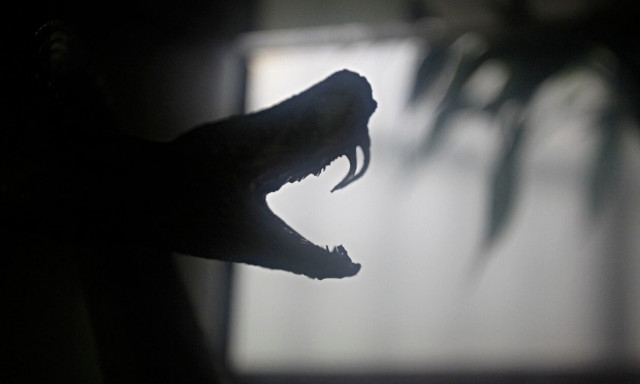 Θεσσαλονίκη: Εκτός κινδύνου η τετράχρονη που τη δάγκωσε οχιά – Φίδι κάνει… βόλτα στην Τσιμισκή