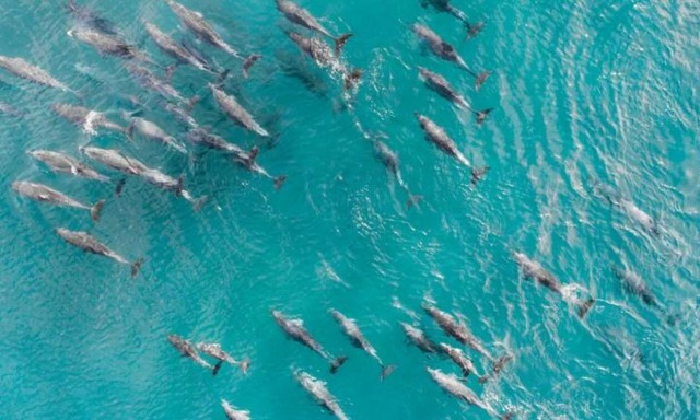 Κρήτη: Κοπάδι από δελφίνια έδωσε απίστευτο… σόου σε επιβάτες πλοίου