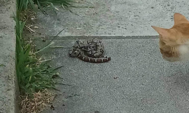 Σε σημαντική άνοδο η εγκατάλειψη ζώων και ειδικά των άγριων και οικόσιτων