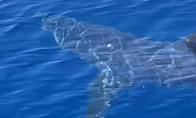 Τρομάζουν οι εμφανίσεις καρχαριών στις ελληνικές θάλλασες - Τι κάνουμε αν μας πλησιάσουν (vid)