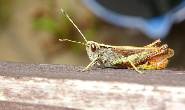 Κοζάνη: Εισβολή εκατομμυρίων ακρίδων καταστρέφει ολοσχερώς καλλιέργειες με πιπεριές Φλωρίνης