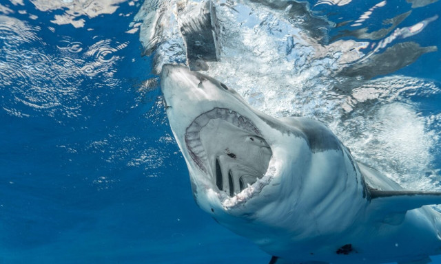 Ανησυχία από τις αυξανόμενες εμφανίσεις καρχαριών στα ελληνικά ύδατα