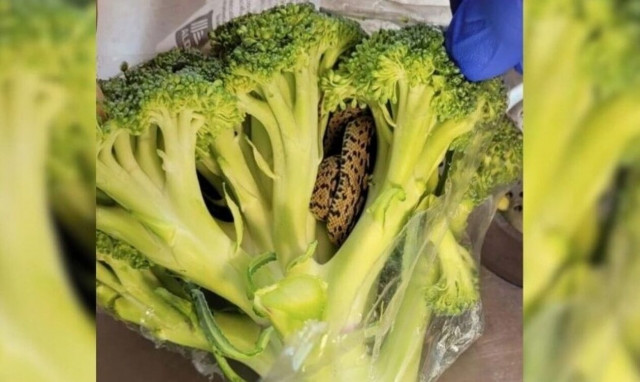 Ηνωμένο Βασίλειο: Άνοιξε το ψυγείο του και βρήκε φίδι κρυμμένο μέσα σε σακούλα με μπρόκολο