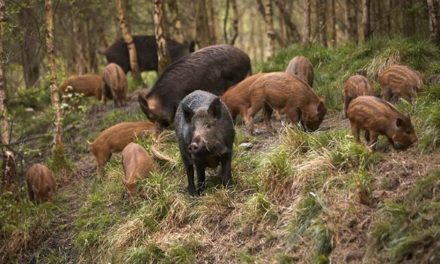 Εύβοια: Αγριογούρουνο επιτέθηκε και τραυμάτισε βοσκό στην Κάρυστο