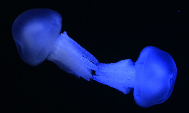 Ελληνικές θάλασσες: Γαλάζιες μέδουσες μέχρι 1,5 μέτρο